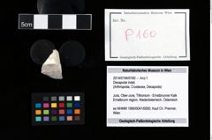 Foto (Objekt + Etikett) von Decapoda indet.  (NHMW-GEO-2014-0194-0160)